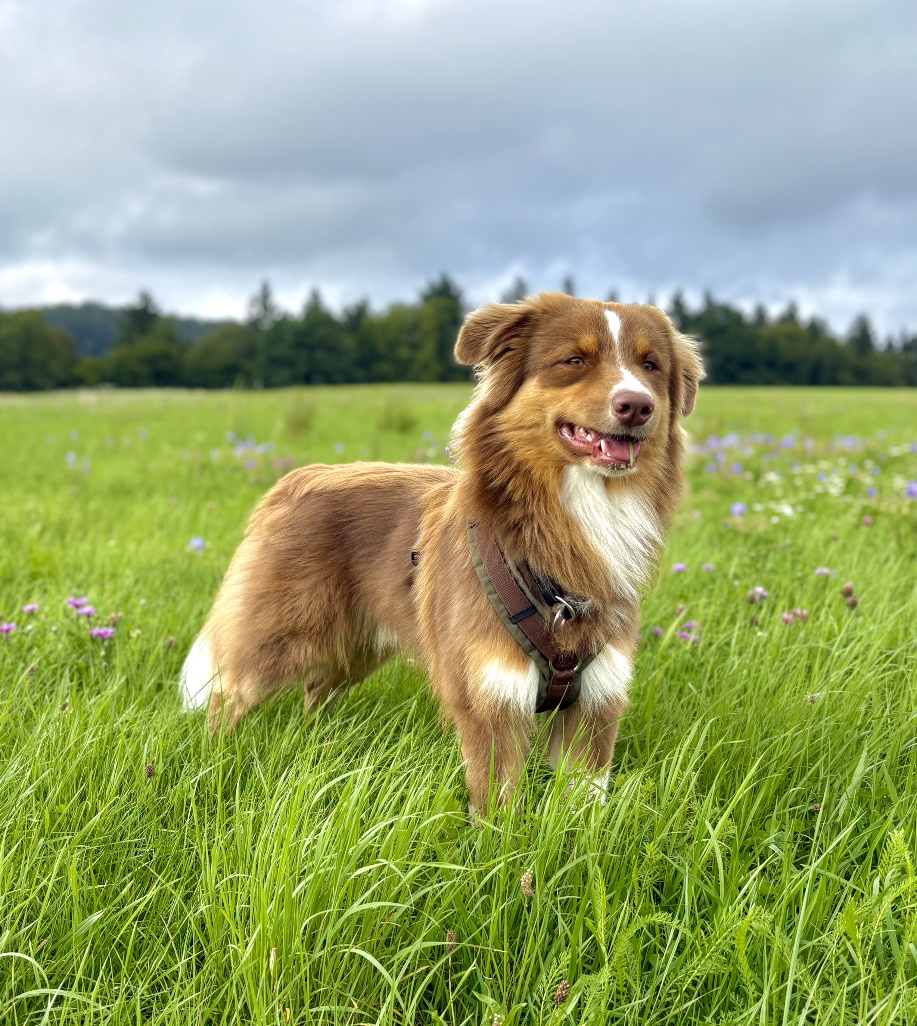 Therapiehund Pepper beim Naturcoaching unterwegs in der Natur im Rhein-Main-Gebiet