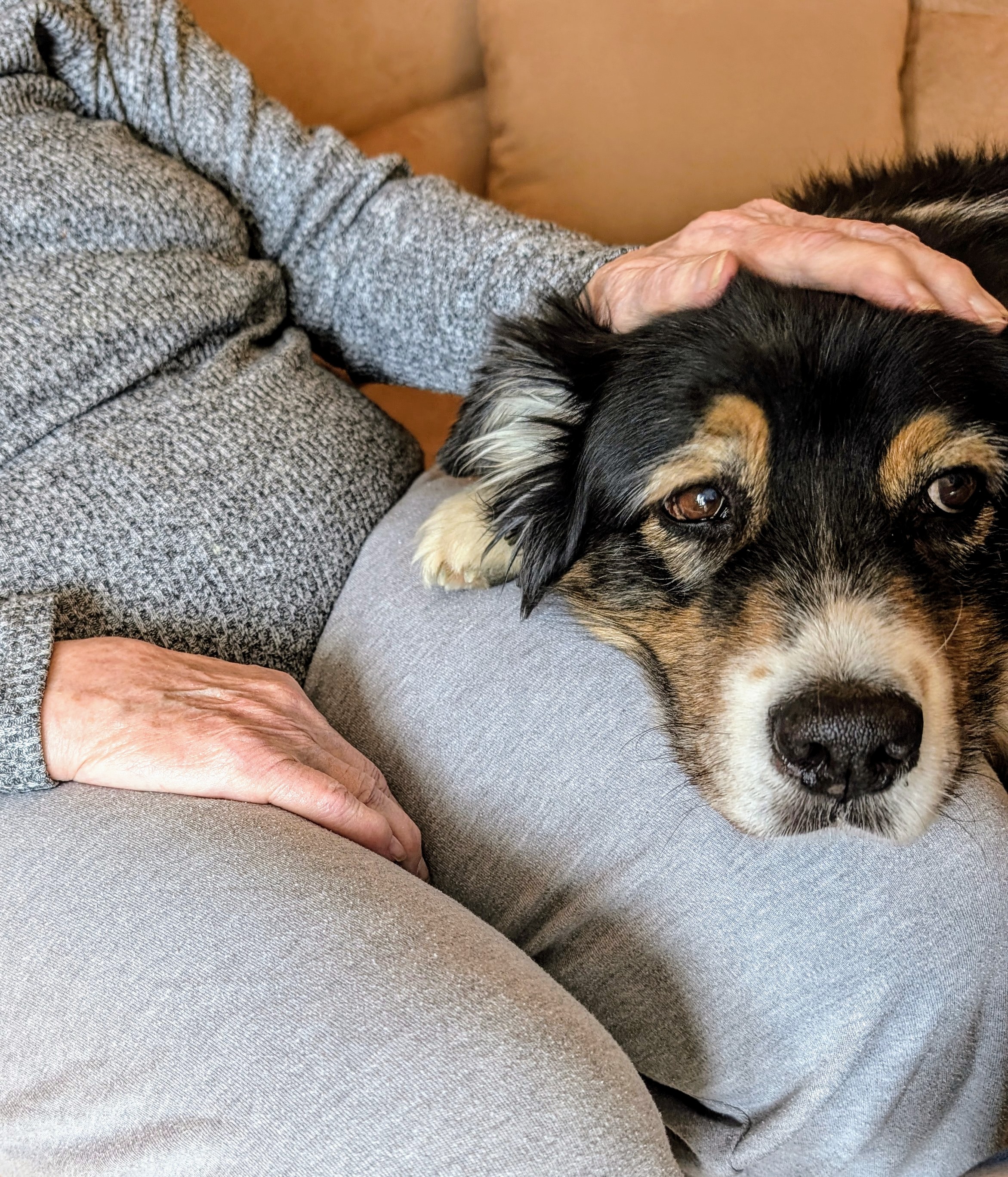 Hand streichelt einen Hund – Glück zum Anfassen, Mensch-Hund-Beziehung im Coaching